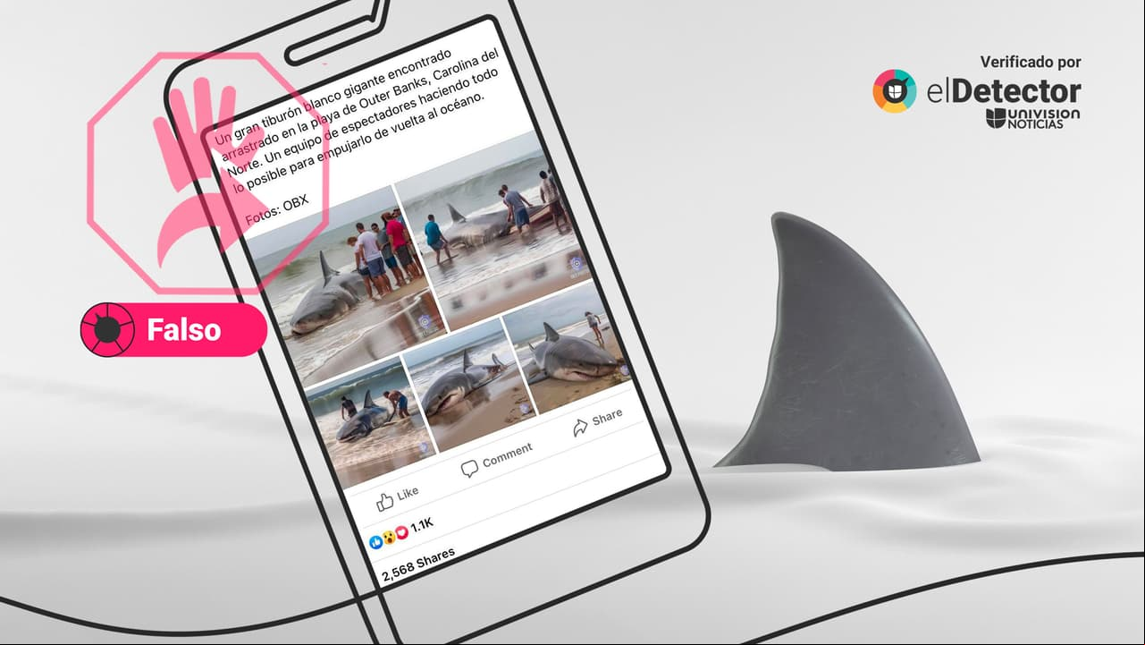 Son falsas las imágenes de un “gran tiburón blanco gigante” varado en una playa de Carolina del Norte