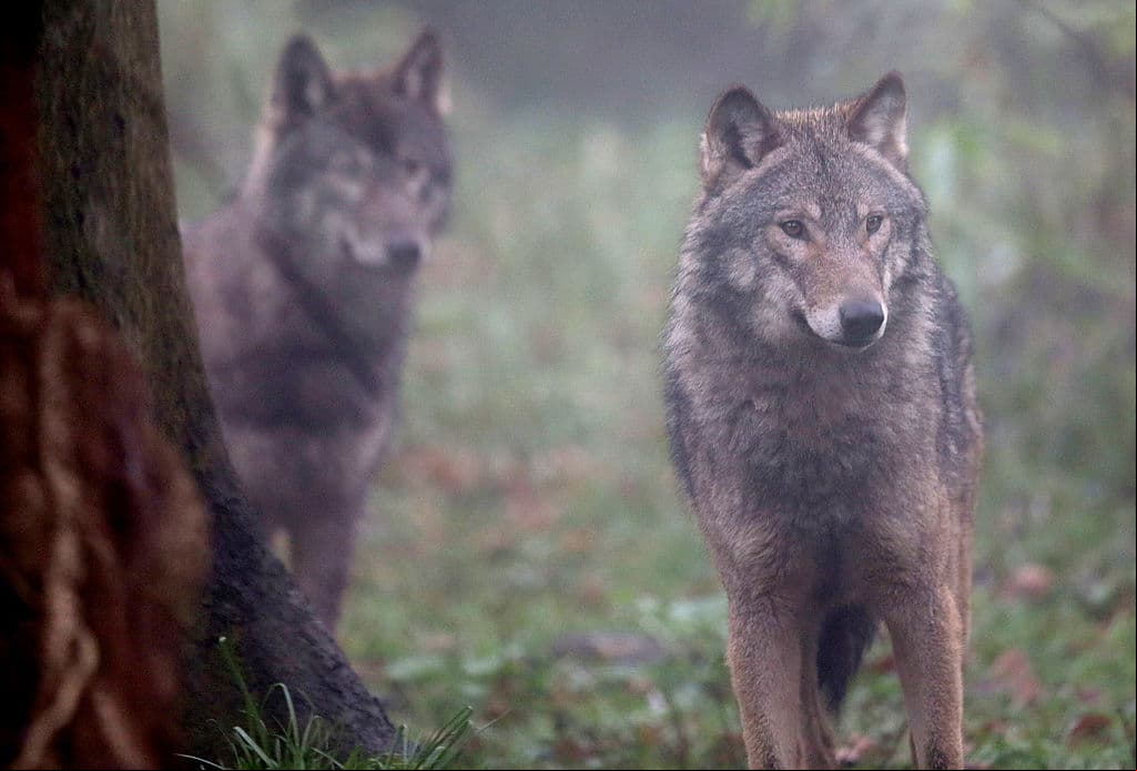 Tras superar el 80% del límite en solo tres días suspenden temporada de caza de lobos grises