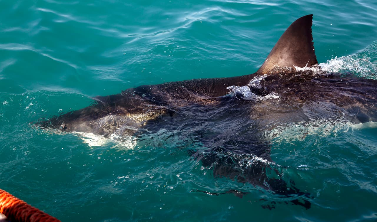 Aumentan incidentes de ataques de tiburón en todo el mundo