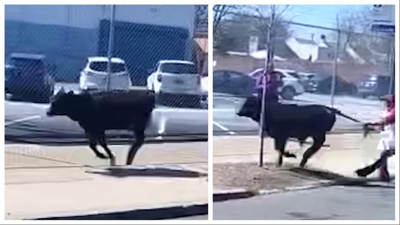 Vaca prófuga de Brooklyn salva su vida gracias a esta carrera