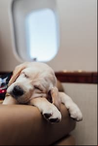 Quizás el vuelo se hizo demasiado largo para Spike.