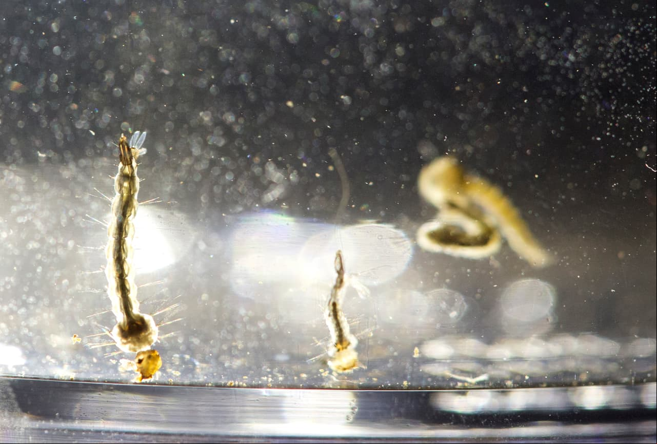 No hay casos de zika vinculados con Juegos Olímpicos.