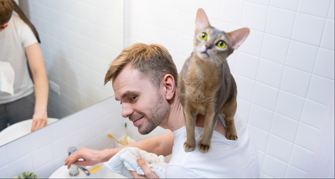 ¿Tu gato te sigue hasta el baño? Te explicamos la razón, ya no te enojarás con él