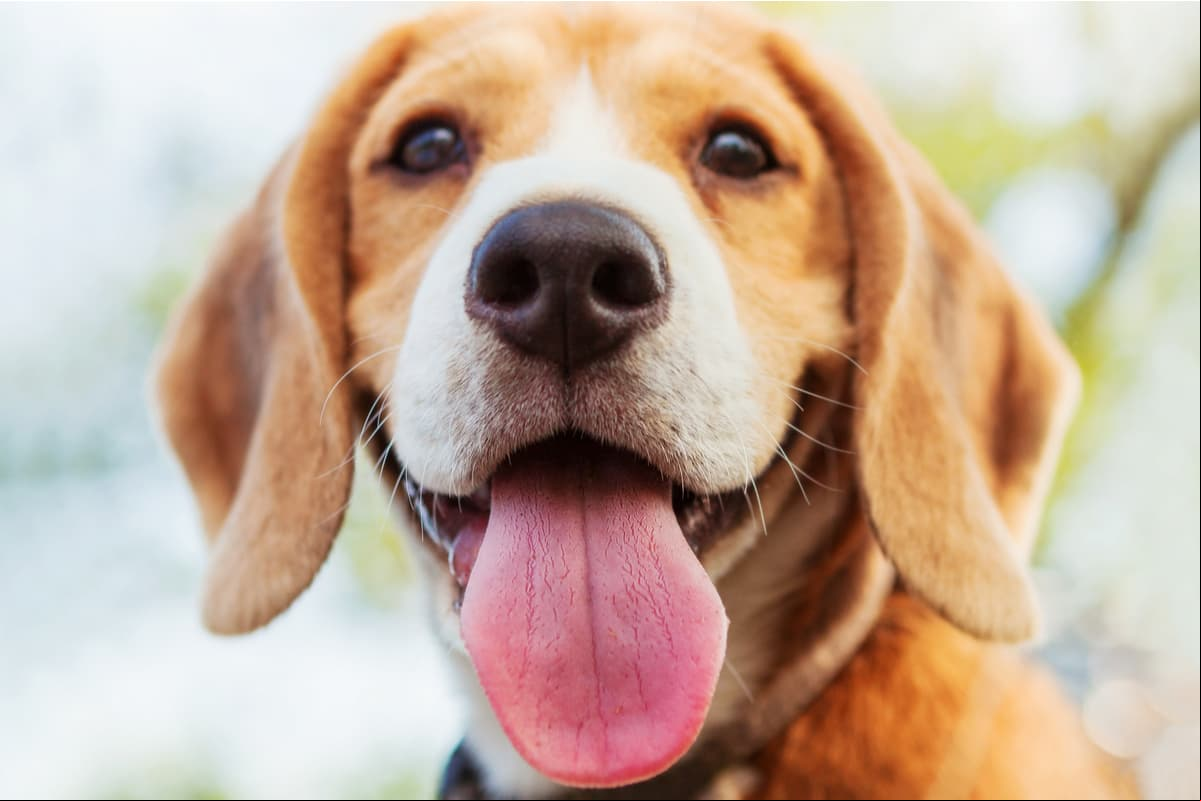 8 alimentos que los perros no deben comer nunca: el aguacate es mortal para ellos