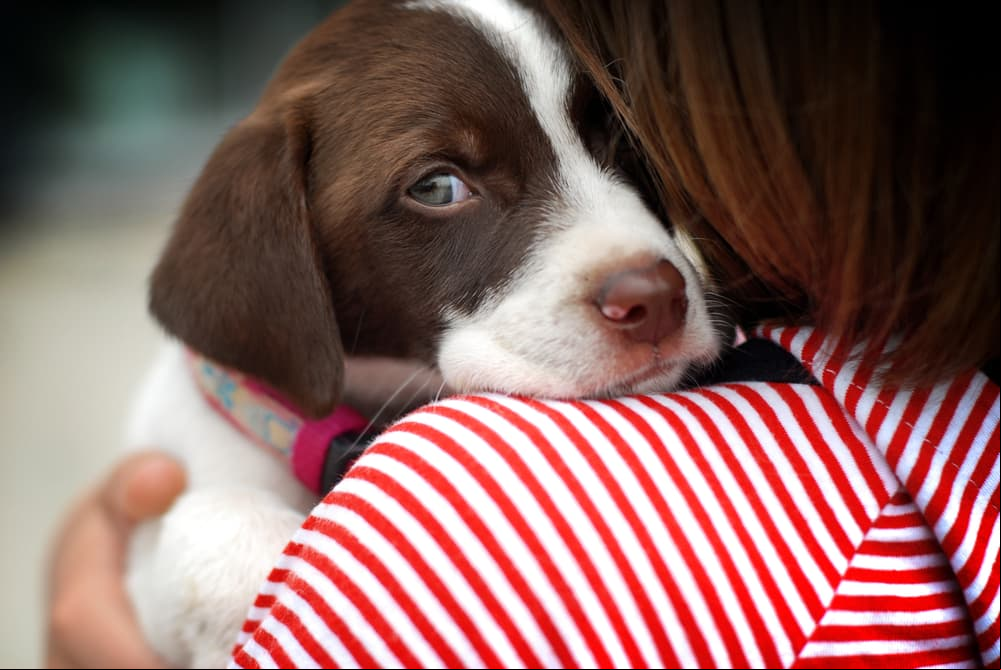 Descubre cuál es la raza de perro que va mejor con tu signo zodiacal