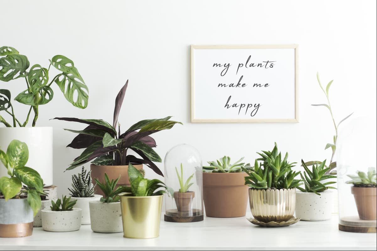 Atrae la armonía a tu hogar con plantas que generan energía positiva, según el feng shui