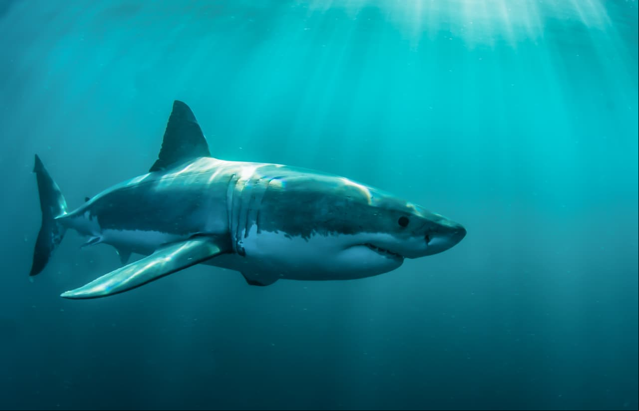 6 ataques de tiburón que quedaron grabados en video ¡son aterradores!